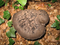 Pilz 002.jpg